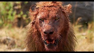 LION Attacks On HUMAN | MAN-EATING Lions | Tanzania BIG CATS National Geographic Documentary 2020 video