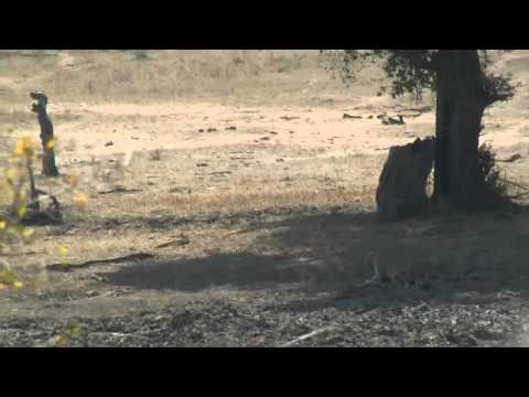 Leopard sighting at Kruger