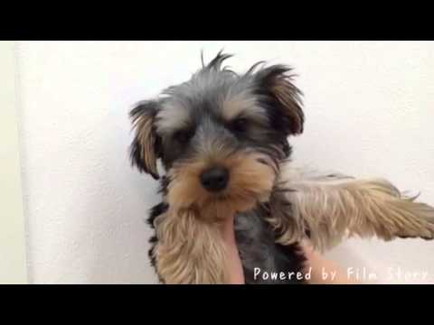 ショートヘアー・コリー