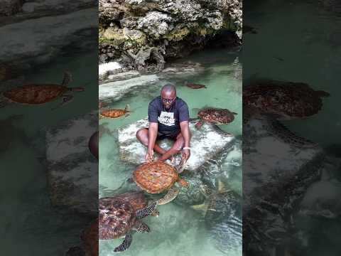 Sea Turtles — Nengo Water Sports