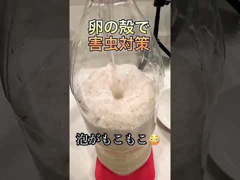 なぜ植物の周りに卵の殻を置くのでしょうか？明らかな5つの理由！  庭園