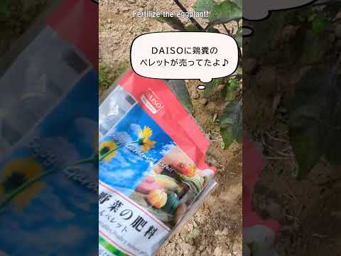 化学薬品を使わずに植物の成長を促進する、オレンジの皮から作られた天然肥料の 2 つのアイデア  庭園