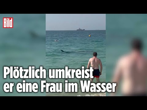 Hai-Alarm: Schock für Touristen am Strand von Dubai