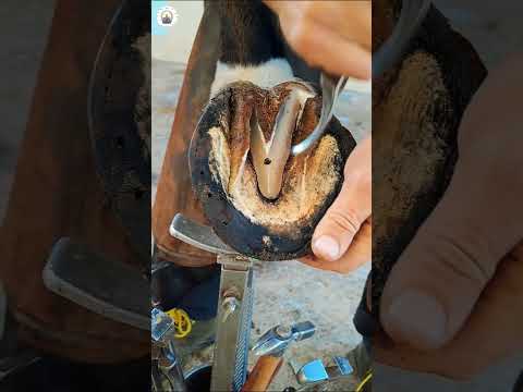 Satisfying hoof trim #satisfying #oddlysatisfying #asmr #farrier #horse
