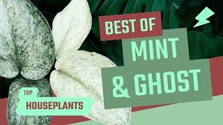 BEST MINT AND GHOST HOUSEPLANTS!