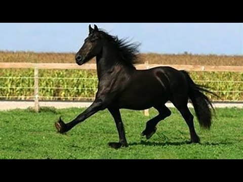 Les chevaux les plus drôles de la semaine - compilation de vidéos de chevaux drôles et mignons 2024