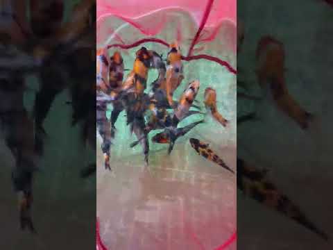 Koi breeding 2022 3,5 months old. (Video 3)