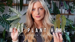 Mini Houseplant Haul & Chat! | Chill Vibes