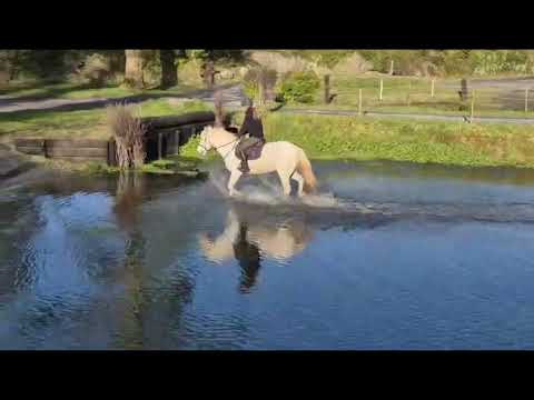 14.2 hh 13 year Old Pony - Image 2