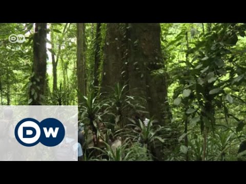Africa's tallest tree under threat | Eco-at-Africa