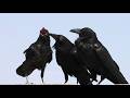 Desert Ravens