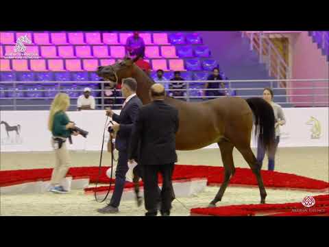N 161 A  L  R  ASEEL   Sharjah Arabian Horse Festival 2020   Colts 2 Years Old Class 8