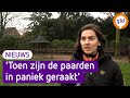 Pony Genji raakte in paniek door vuurwerk: 'We moesten hem laten inslapen'