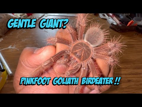 Sklípkavec ružovonohý (Theraphosa apophysis) — terárium, kŕmenie a správanie