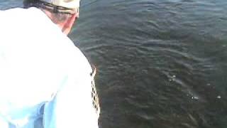 preview picture of video 'White River Arkansas Fly Fishing Report | Flys and Guides live Reports 5-29-2009'