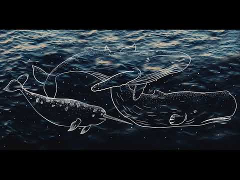 Búho video