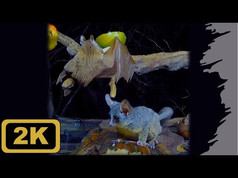 Bushbaby and Bat feeding together