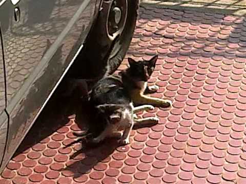 Cats are always cats