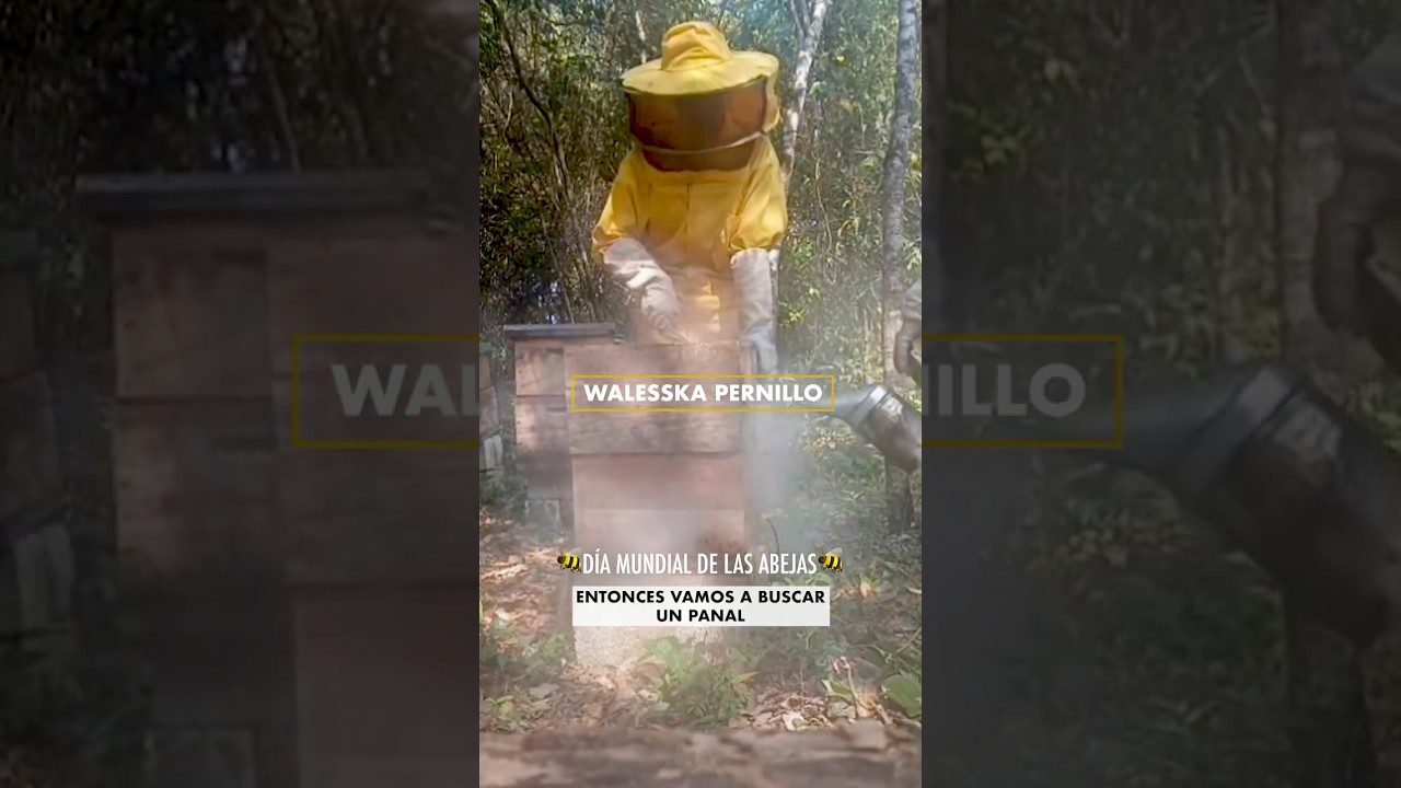 🐝Mujeres apicultoras en la Selva Maya. Día Mundial de las Abejas 2026 (Walesska Pernillo)