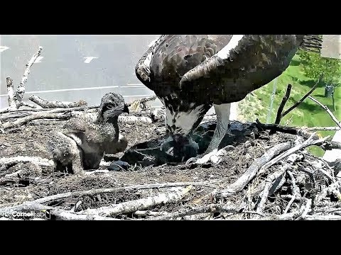 Louis with fish number two! Poor littlest one didn't make it... 2018 06 25 14 43 24 297