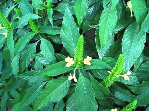 Pachystachys lutea Shrimp plant