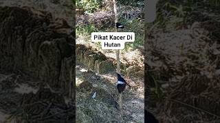 Download lagu pikat Kacer di hutan, mantap mp3 Download lagu pikat Kacer di hutan, mantap mp3