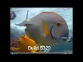All Windows Longhorn Vista Beta Builds Startup And Shutdown Sounds