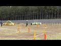 Agillity Lesson Bordercollie CHIP 2020 0315 SQ①