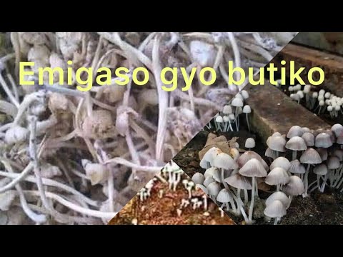 Obutiko dagala , buvumula endwade ezisuka (10) zezino wamanga