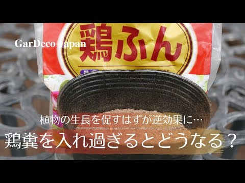 鶏糞はトマトを植える時の肥料として庭に良いですかビデオ