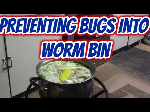 How to prevent bugs transfer to your worm bin