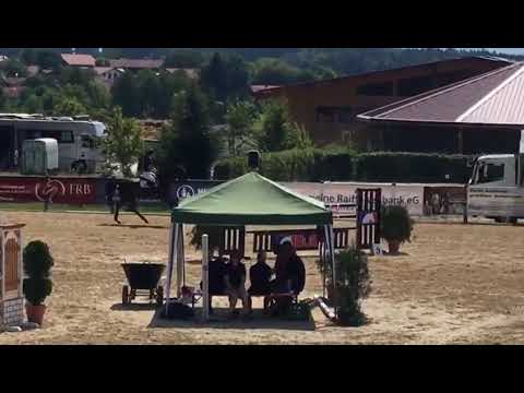 Cukkini (2011 Comte x Escudo) 140 cm