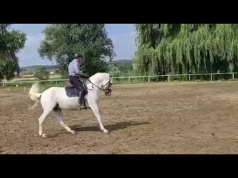 Galopparbeit mit Neapolitano Gigante August 2020