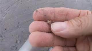 Beach Metal Detecting 5 ring day