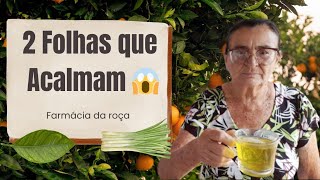Misturou 2 folhas… e a ansiedade sumiu 😳🌿.
