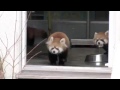 Red Panda getting scared by man with boots