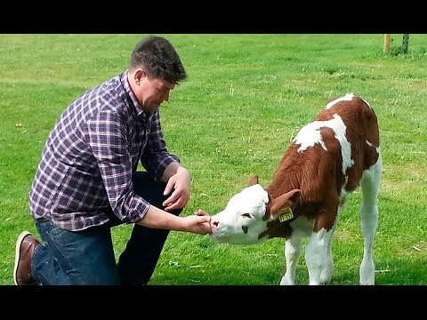 [Doku] Lebensmittel-Check mit Tim Mälzer - Wie gut ist unser Rindfleisch (HD)