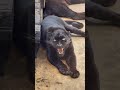 did you ever hear wild panther grunt? #panther #wild #nature #animals #fyp #foryou