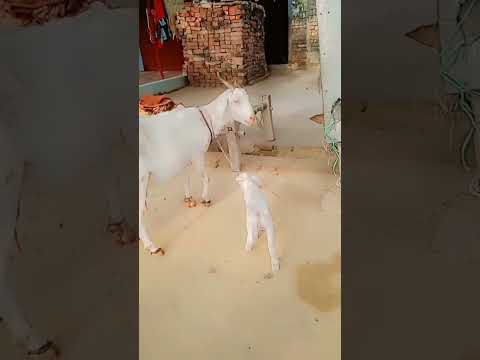 Mere Chunnu Munnu 🐐🐐🕋❤️🥰