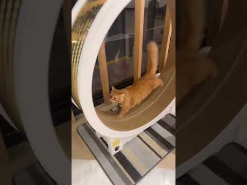 Ich besuche ein Katzen Café in Dubai!! OMG😍