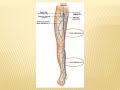 What is the Function of the Great Saphenous Vein