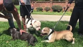 Fawn version of Big Country