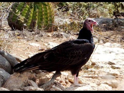 Cathartes aura Turkey Vulture soaring
