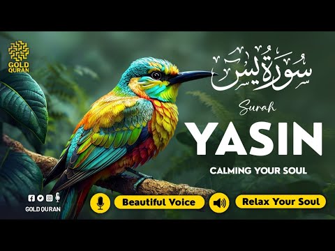 Relaxing surah yasin for sleep depression anxiety yaseen سورة يس soothing quran hejazi