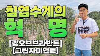 침엽수계의 대 혁명!! 앞으로의 유럽조경은 이 두가지 수종이 책임집니다. [대림묘목농원_킹오브브라반트_그린자…
