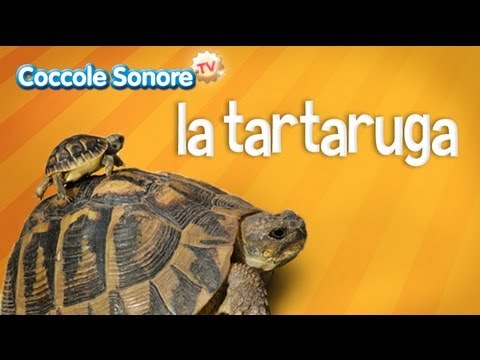 La tartaruga - Documentari per bambini di Coccole Sonore