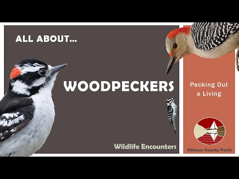 All About Woodpeckers