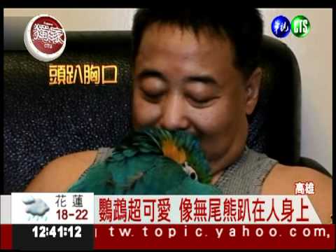 金剛鸚鵡超可愛 像貓狗一樣撒嬌