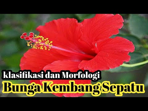 download lagu mp3 mp4 Klasifikasi Bunga Kembang Sepatu, download lagu Klasifikasi Bunga Kembang Sepatu gratis, unduh video klip Download Klasifikasi Bunga Kembang Sepatu Mp3 dan Mp4 Music Gratis