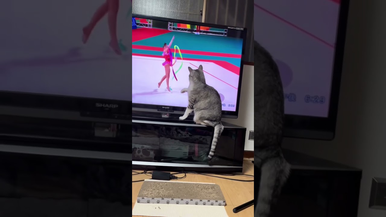 めちゃくちゃ可愛いお姉さんに遊んでもらうおじさん猫が面白すぎた